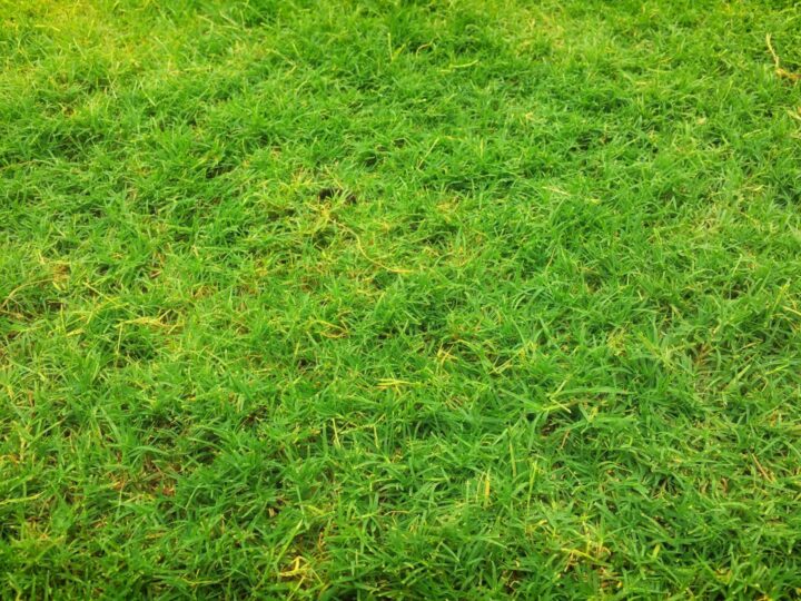 Magico Parco Land